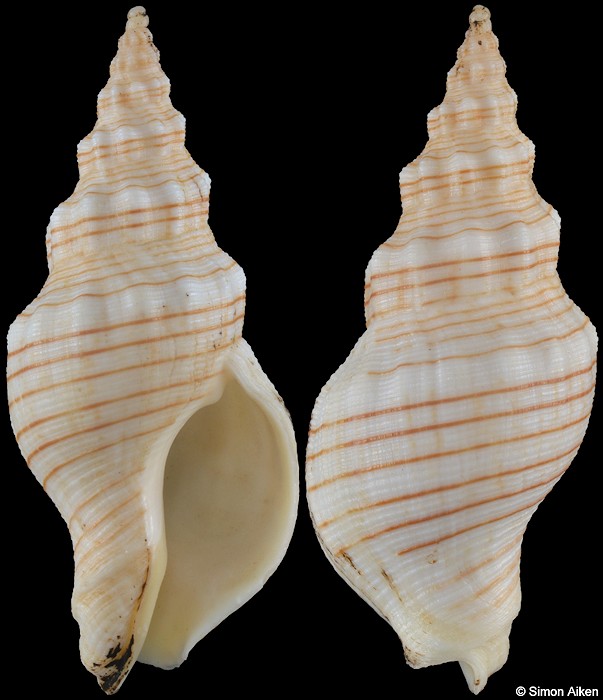 Siphonalia spadicea (Reeve, 1847)