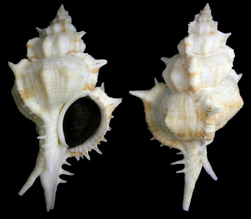 Siratus pliciferoides (Kuroda, 1942)