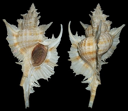 Siratus beauii (P. Fischer and Bernardi, 1857)
