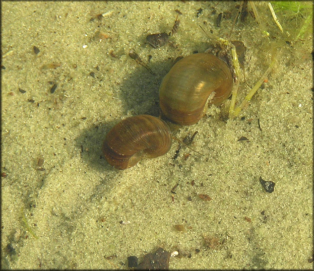 Planorbella duryi (Wetherby, 1879) Seminole Rams-horn In Situ