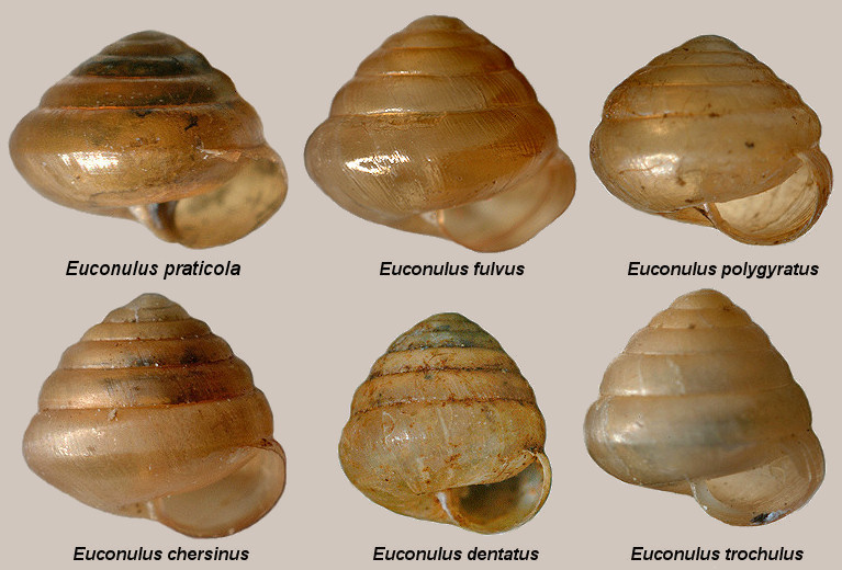 The Six Euconulus Species Of The Eastern United States