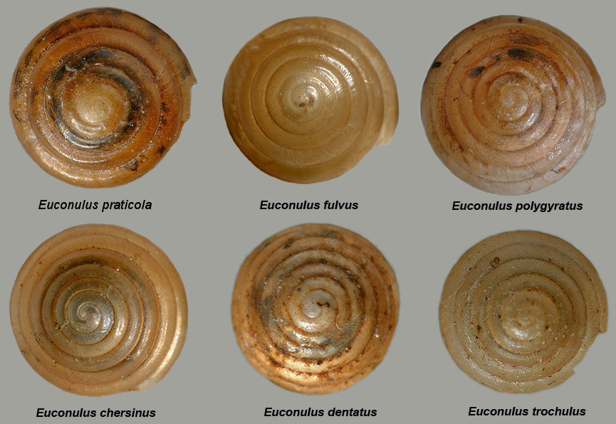 The Six Euconulus Species Of The Eastern United States