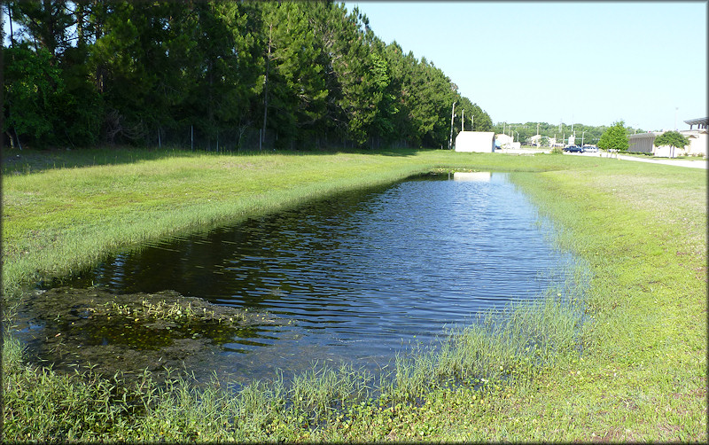 Retention pond where he Daedalochila were found. The view is looking east towards St. Johns Bluff Road.