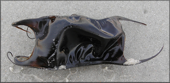 Skate Egg Case "Mermaids Purse"