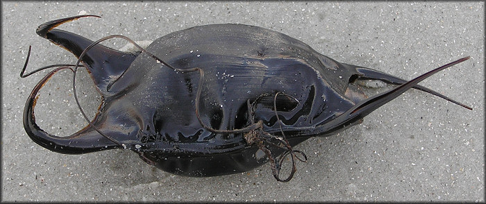 Skate Egg Case "Mermaids Purse"