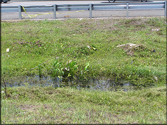 Roadside ditch with breeding Pomacea population