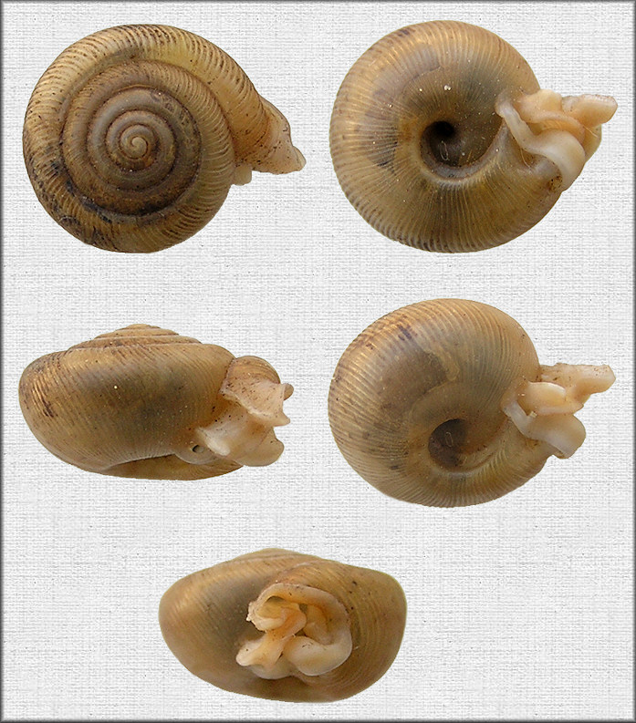 Daedalochila sp. aff. peninsulae (Pilsbry, 1940) Panasoffkee Liptooth