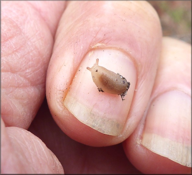 Leidyula floridana (Leidy, 1851) Florida Leatherleaf Hatchling