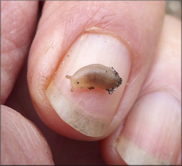 Leidyula floridana (Leidy, 1851) Florida Leatherleaf Hatchling