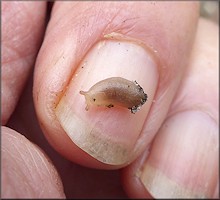 Leidyula floridana (Leidy, 1851) Florida Leatherleaf Hatchling