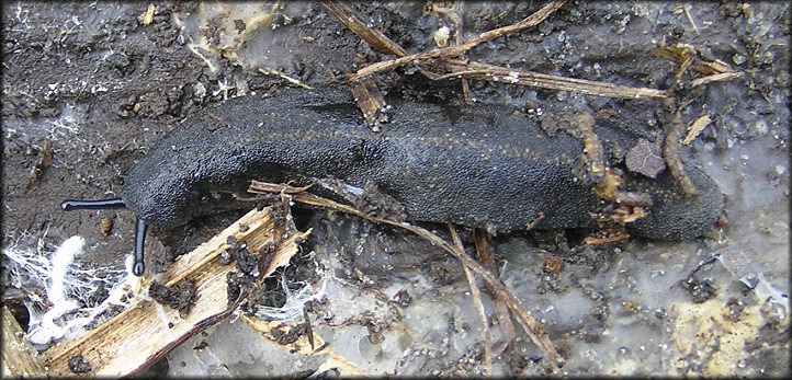 Belocaulus angustipes (Heynemann, 1885) Black-velvet Leatherleaf