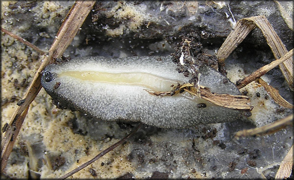 Belocaulus angustipes (Heynemann, 1885) Black-velvet Leatherleaf