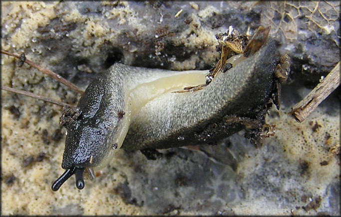 Belocaulus angustipes (Heynemann, 1885) Black-velvet Leatherleaf