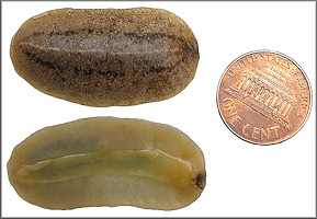 Leidyula floridana (Leidy, 1851) Florida Leatherleaf