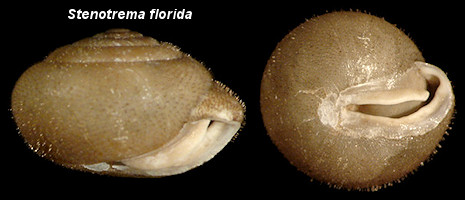 Stenotrema florida Pilsbry, 1940 Apalachicola Slitmouth