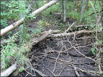 Slough Reduced To Wet Mud (8/12/2006)