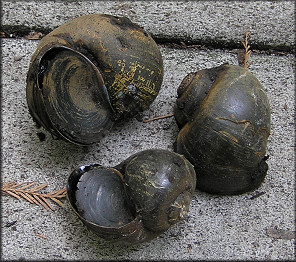 Live Muddy Pomacea From The Slough