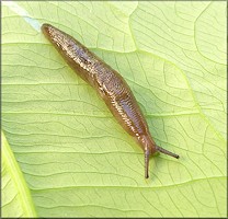 Deroceras laeve (Mller, 1774) Meadow Slug