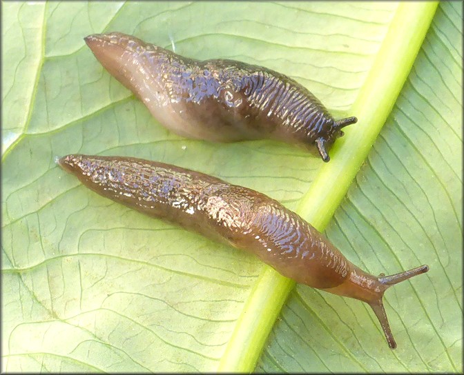 Deroceras laeve (Mller, 1774) Meadow Slug