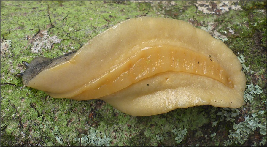 Leidyula floridana (Leidy, 1851) Florida Leatherleaf