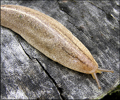 Leidyula floridana (Leidy, 1851) Florida Leatherleaf