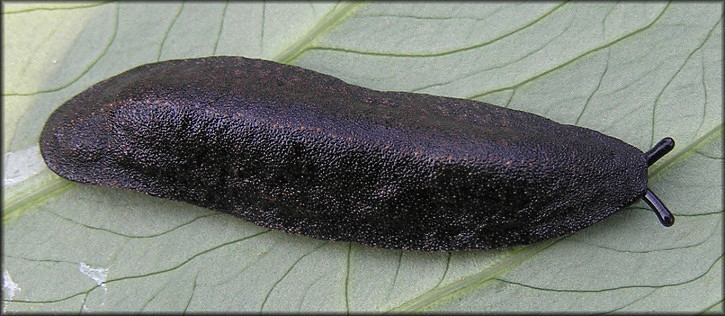 Belocaulus angustipes (Heynemann, 1885) Black-velvet Leatherleaf