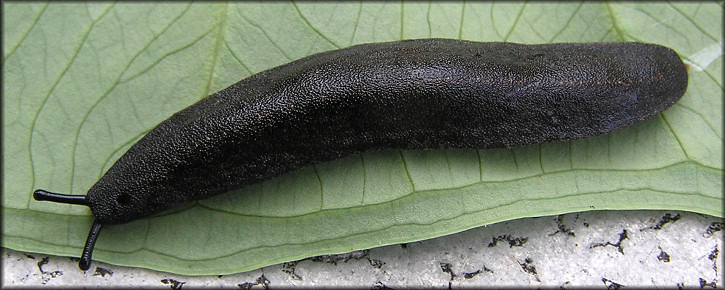 Belocaulus angustipes (Heynemann, 1885) Black-velvet Leatherleaf