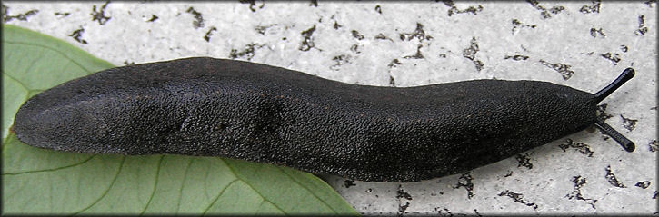 Belocaulus angustipes (Heynemann, 1885) Black-velvet Leatherleaf