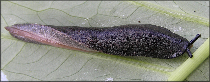 Belocaulus angustipes (Heynemann, 1885) Black-velvet Leatherleaf