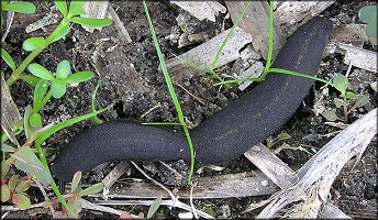 Belocaulus angustipes (Heynemann, 1885) Black-velvet Leatherleaf 