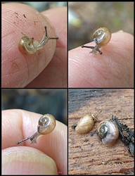 Mesodon thyroidus (Say, 1817) White-lip Globe Tiny Juveniles