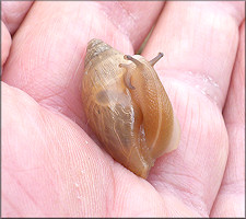 Euglandina rosea (Frussac, 1821) Juvenile