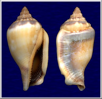 Canarium microurceus Kira, 1959