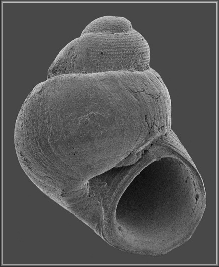 Amphithalamus rauli Roln, 1991 Rauls Barleysnail