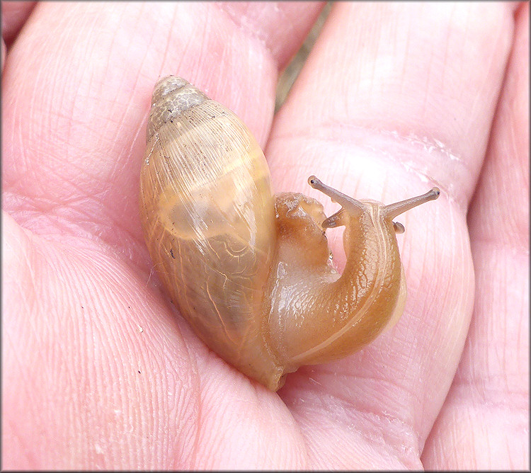 Euglandina rosea (Frussac, 1821) Juvenile