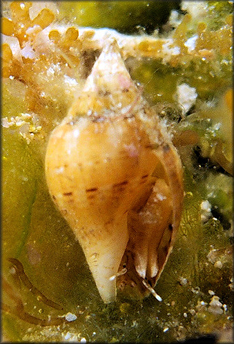 Rhombinella laevigata (Linnaeus, 1758) Smooth Dovesnail