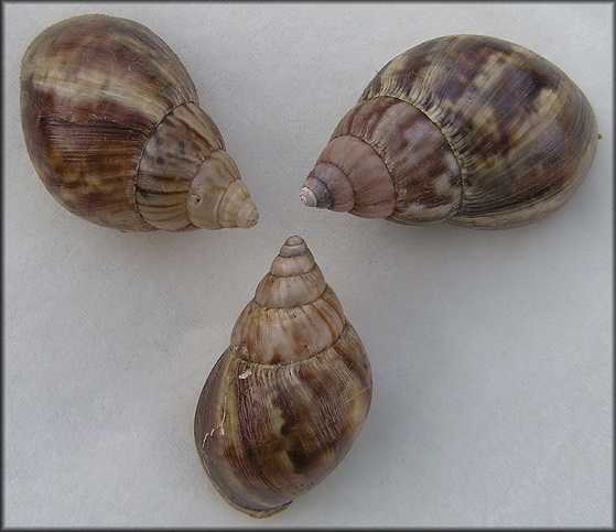 Lissachatina fulica (Bowdich, 1822)