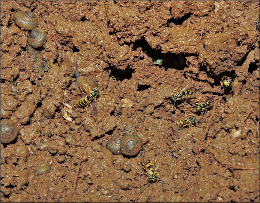 Ventridens ligera (Say, 1821) Globose Dome In Yellow Jacket Nest