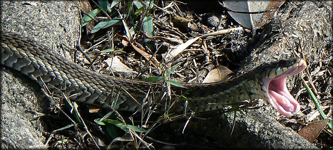 Eastern Garter Snake [Thamnophis sirtalis sirtalis] Adult