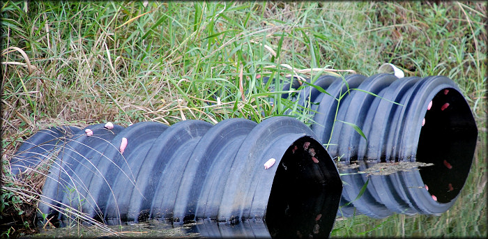 Fresh egg clutches on underground pipes that connect the water hazards