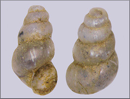 Fontigens cryptica Hubricht, 1963 Hidden Springsnail