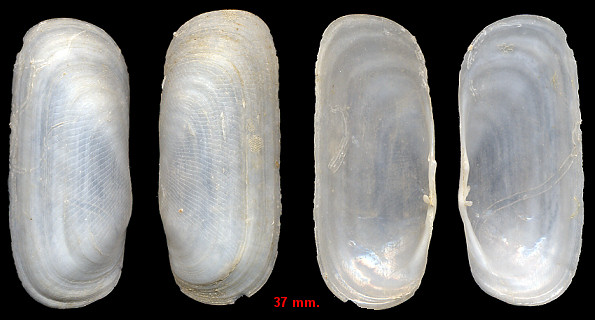 Solecurtus cumingianus Dunker, 1861 Corrugate Solecurtus