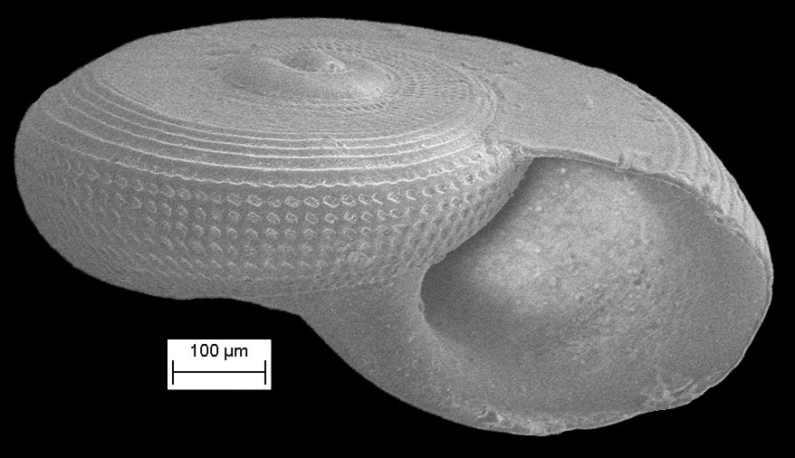 Solariorbis semipunctus Moore, 1965 (Juvenile) Scanning Electron Micrograph