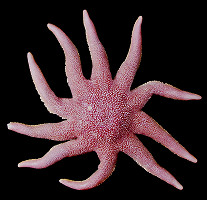 Solaster species E "Kessler's Sun Star"