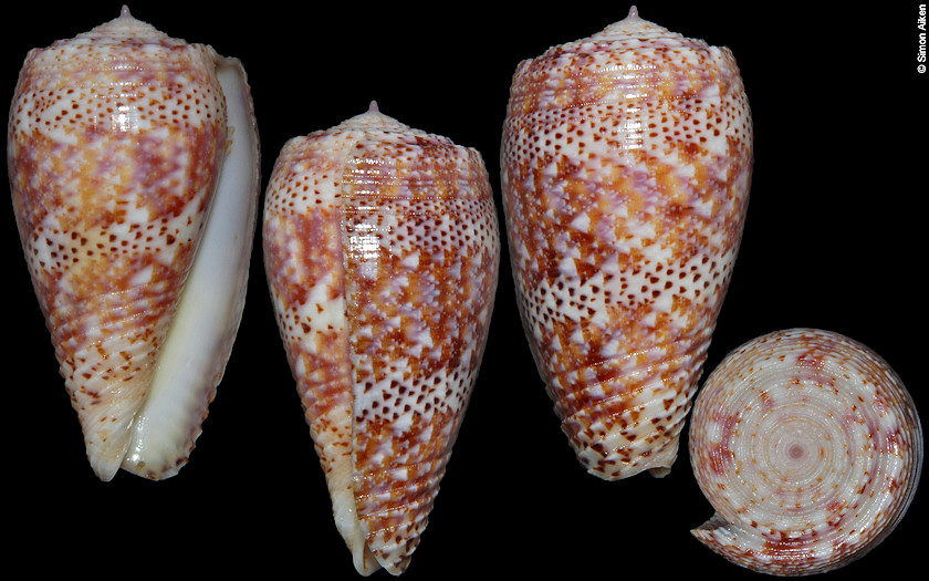 Conus adamsonii Broderip, 1836