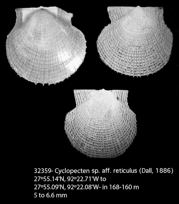 Cyclopecten sp. aff. reticulus (Dall, 1886)