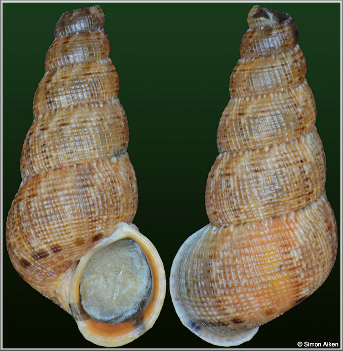 Chondropoma sp. aff. canescens L. Pfeiffer, 1851