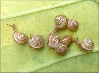 Praticolella griseola (L. Pfeiffer, 1841) Vagrant Scrubsnail