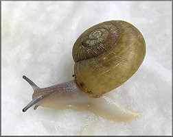 Ancotrema sportella (Gould 1846) Beaded Lancetooth