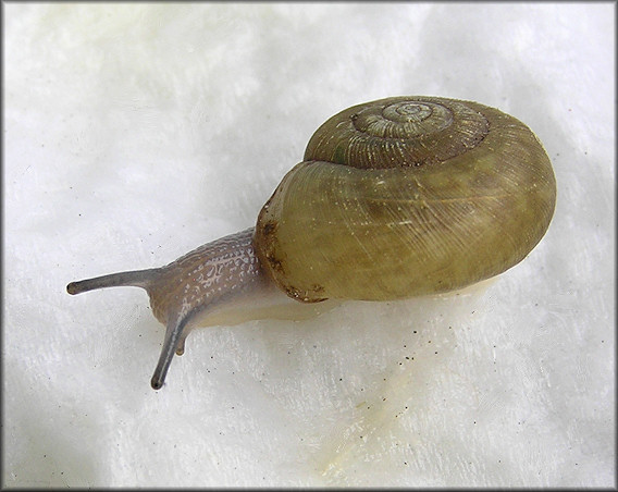 Ancotrema sportella (Gould 1846) Beaded Lancetooth